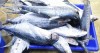 সুরমা মাছ  / Indo-Pacific king mackerel