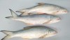 সামুদ্রিক তাইল্লা মাছ (Salmon Fish)