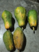 Papaya and bit root