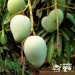 গোপাল ভোগ আম আমরা দিচ্ছি ১০০% ফরমালিনমুক্ত 85 tk KG