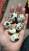 কোয়েল পাখির ডিম