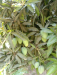 All verity  mango