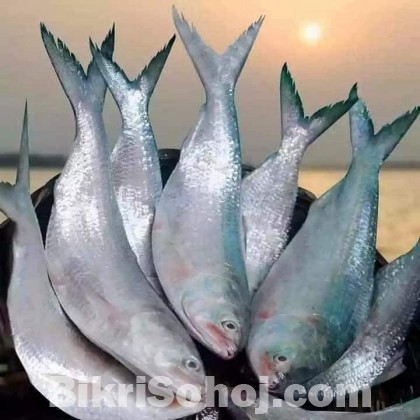 Hilsa ইলিশ মাছ Ilish