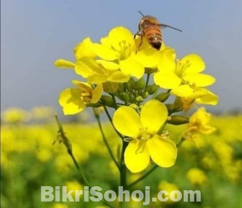 সরিষা ফুলের মধু