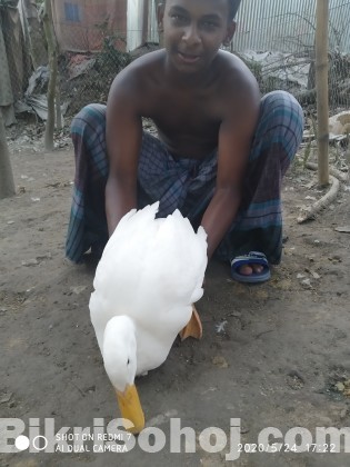 বেইজিং হাঁস