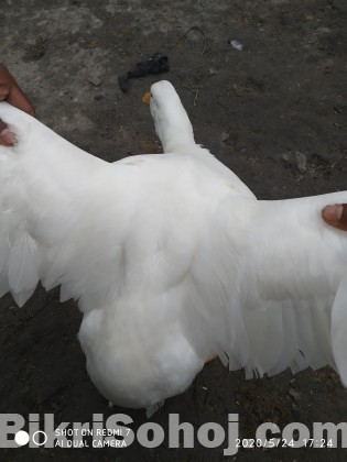 বেইজিং হাঁস