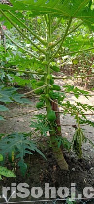পেঁপে