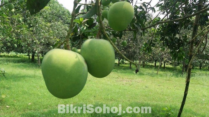 বোম্বে ক্ষীরমোন