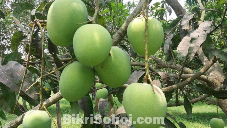 বোম্বে ক্ষীরমোন