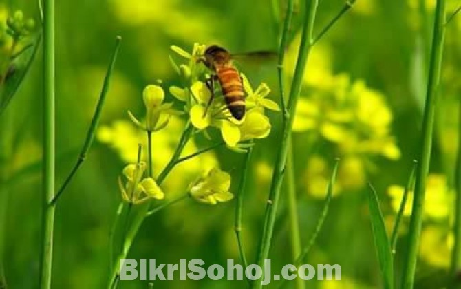 সরিষা ফুলের মধু