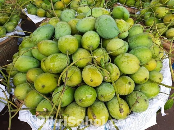 চাঁপাইনবাবগঞ্জের সু-মিষ্টি জাতীয় আম্রুপালী আম