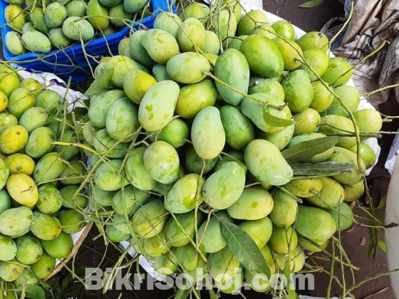 চাঁপাইনবাবগঞ্জের সু-মিষ্টি জাতীয় আম্রুপালী আম