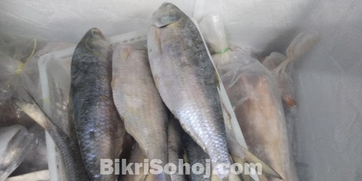 Hilsa ইলিশ মাছ Ilish