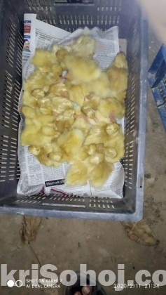 বেইজিং হাঁস