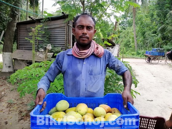 ফ্রেশ ল্যাংড়া আম বিক্রয়