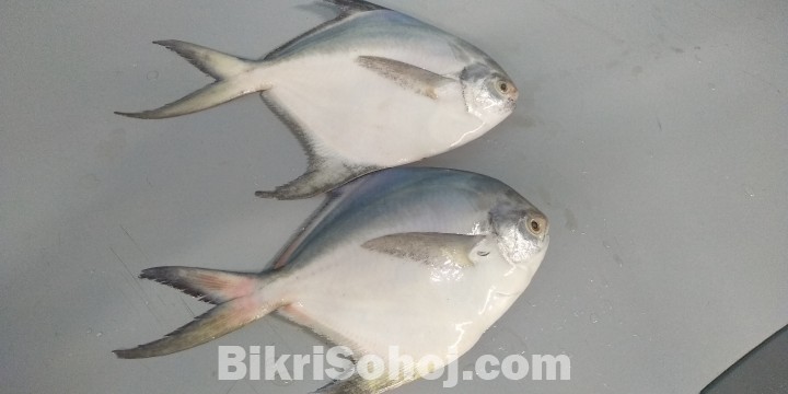 সাদা রূপচাঁদা / Silver Pomfret / Pampus argenteus