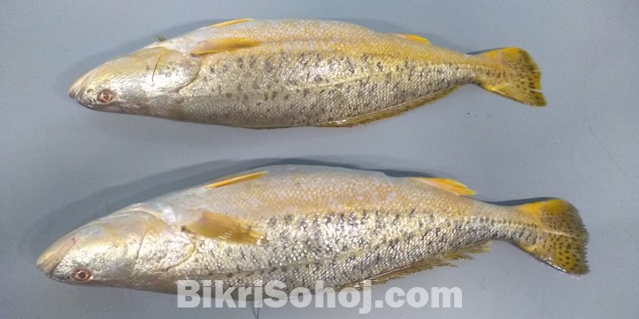 পুট পোয়া মাছ Spotted Crocker/Put Pua Fish