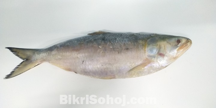 Hilsa ইলিশ মাছ Ilish