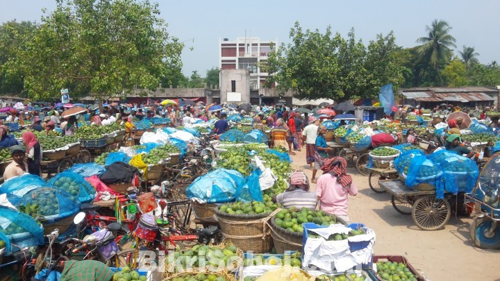 চাঁপাইনবাবগঞ্জের কানসাটের ফজলী আম