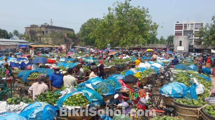 চাঁপাইনবাবগঞ্জের কানসাটের ফজলী আম