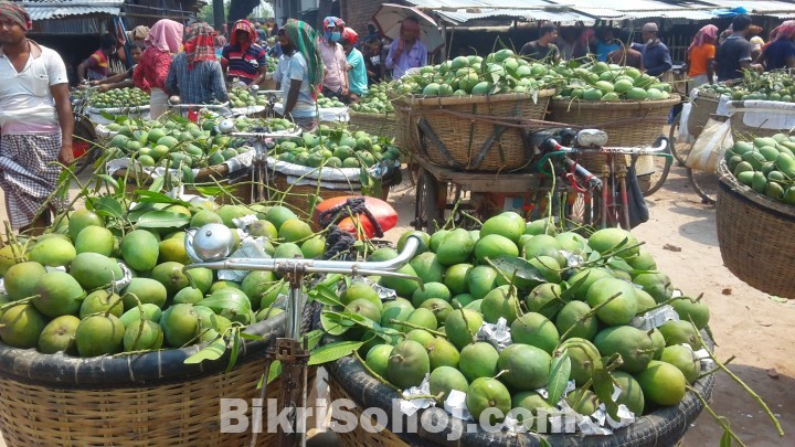 চাঁপাইনবাবগঞ্জের কানসাটের ফজলী আম