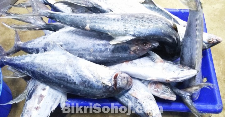 সুরমা মাছ  / Indo-Pacific king mackerel