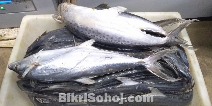 সুরমা মাছ  / Indo-Pacific king mackerel