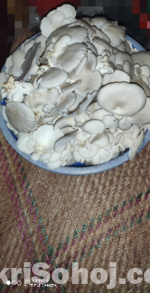 মাশরুম পাউডার ৫০০ গ্রাম প্যাকেট।