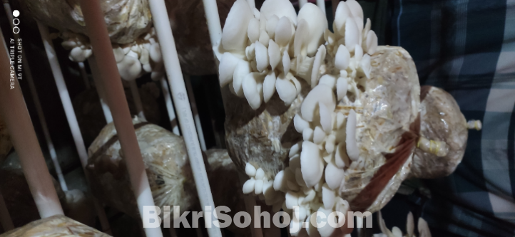 মাশরুম পাউডার ৫০০ গ্রাম প্যাকেট।