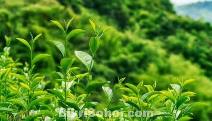 চায়ের কাব্য