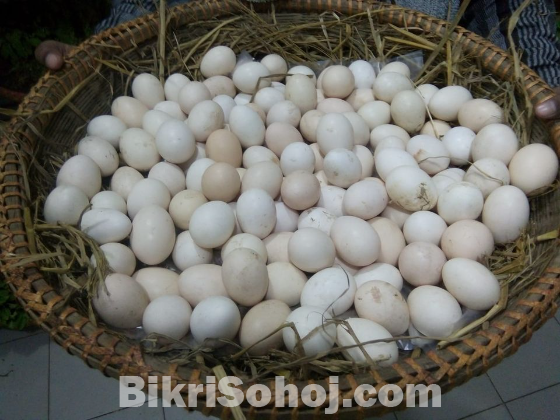 ডিম