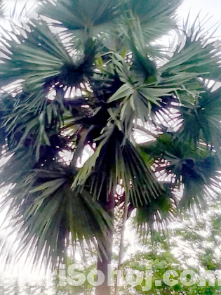 তালের রসের গুড়