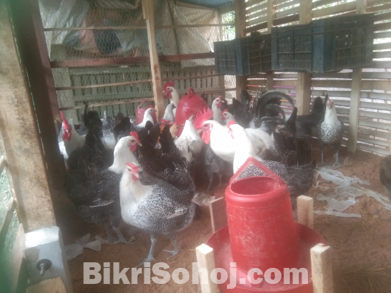 ফাওয়ামি মুরগী ডিম ও বাচ্চা বিক্রি হইবে