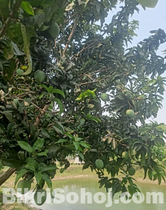 Mango