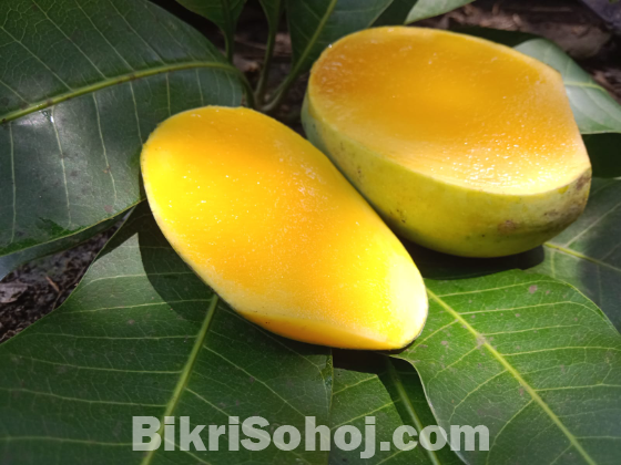 রাজশাহীর সুমিষ্ট বৈশাখী আম