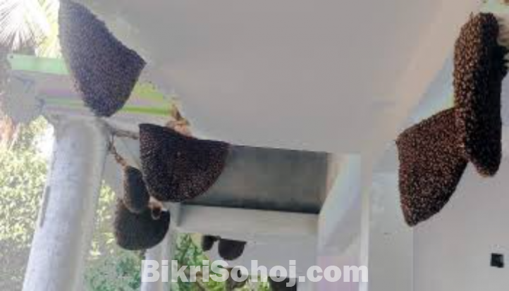 চাকের মধু