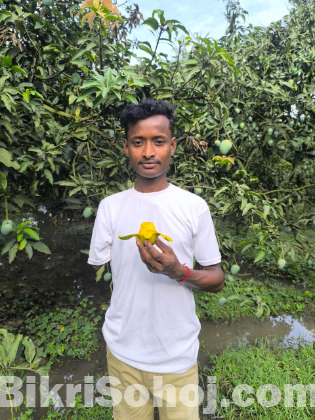 হিমসাগর আম  ১০০ টাকায় সরাসরি বাগান থেকে কিনুন