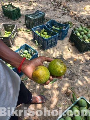 হিমসাগর আম  ১০০ টাকায় সরাসরি বাগান থেকে কিনুন