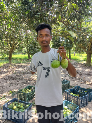 হিমসাগর আম  ১০০ টাকায় সরাসরি বাগান থেকে কিনুন