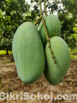 নওগাঁর সাপাহার এর বিক্ষাত নাগফজলি আম