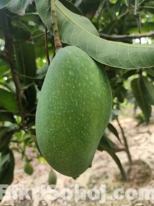 নওগাঁর সাপাহার এর বিক্ষাত নাগফজলি আম
