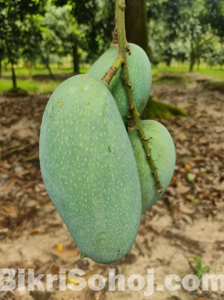 নওগাঁর সাপাহার এর বিক্ষাত নাগফজলি আম