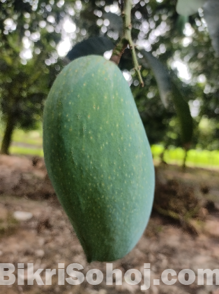 নওগাঁর সাপাহার এর বিক্ষাত নাগফজলি আম