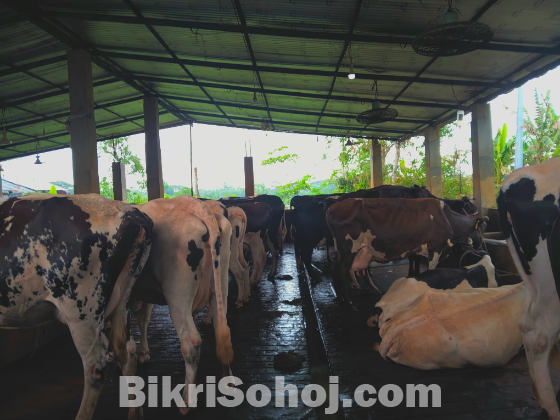 খাঁটি তরতাজা দুধ পাচ্ছেন প্যাকেট এবং ফ্রেশ বোতলে