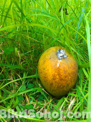 রাজশাহীর বিখ্যাত হিমসাগর আম