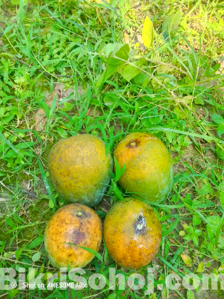 রাজশাহীর বিখ্যাত হিমসাগর আম