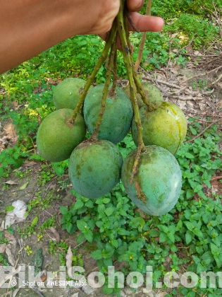 রাজশাহীর বিখ্যাত হিমসাগর আম