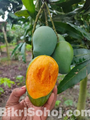 আমরুপালি আম