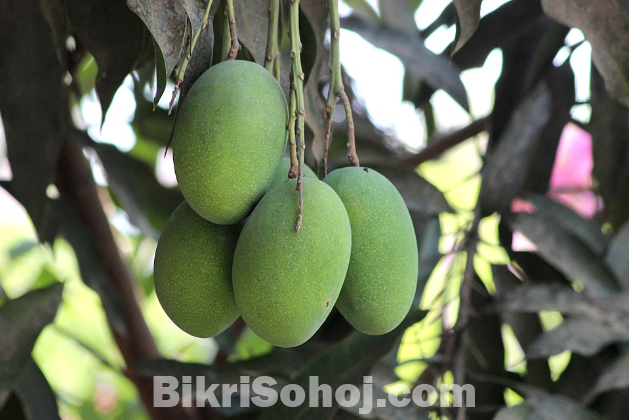 আমরুপালি আম