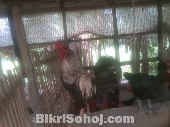 ব্লাকঅষ্টলব মুরগী বাচ্চা ২ মাস বয়সের